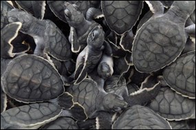 Green sea turtle hatchlings