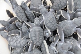 Green sea turtle hatchlings