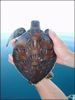 tiny green turtle