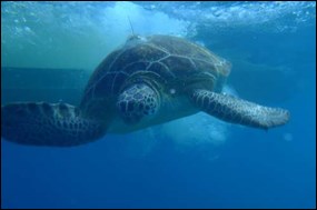 Tagged green turtle swimming in the waters of Dry Tortugas National Park