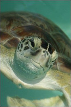 Green sea turtle