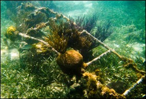 Coral growing on a submerged ladder