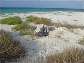 Nesting leatherback sea turtle