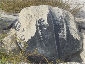 Shell of a leatherback sea turtle