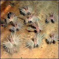 School of lionfish School of lionfish