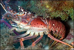 Florida spiny lobster
