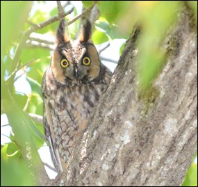 Long-eared owl