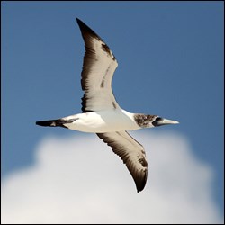 A Masked Booby soars above Hospital Key