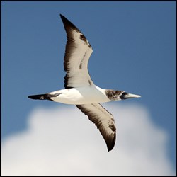 A Masked Booby soars above Hospital Key A Masked Booby soars above Hospital Key