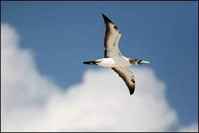 Masked booby soars above Hospital Key