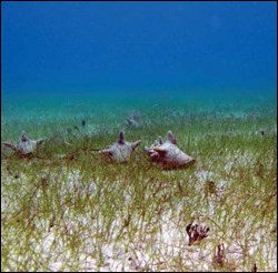 Queen conchs foraging among the seagrass