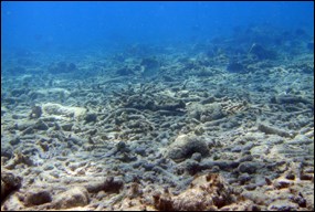 Reef rubble, made of dead, unstable coral, is an outcome of storms and disease