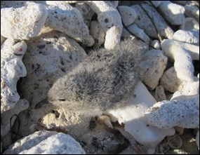 Roseate tern chick in nest on Bush Key