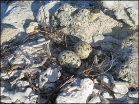 Roseate tern nest with eggs