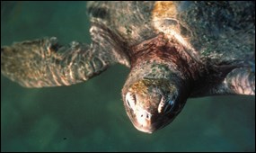 Sea turtle