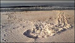 Sea turtle nest