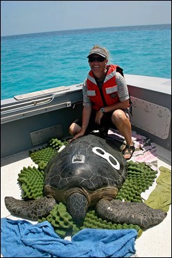 Tagged sea turtle ready to be released back into the water.