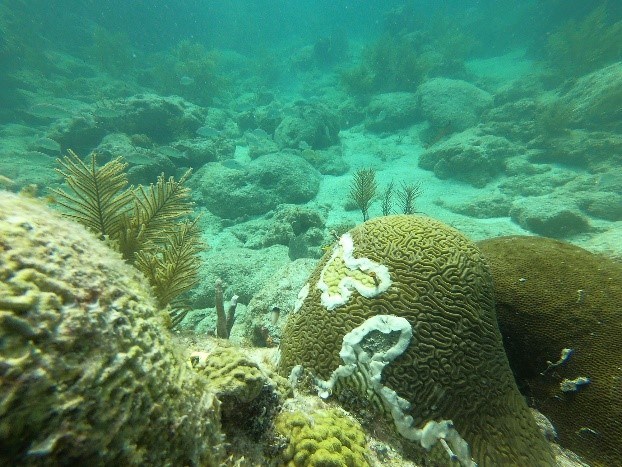 a coral is shown with a white outline (antibiotics) on it