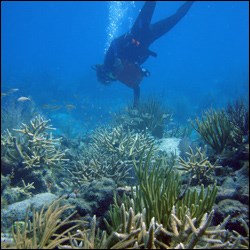 Park biologist inspecting staghorn coral