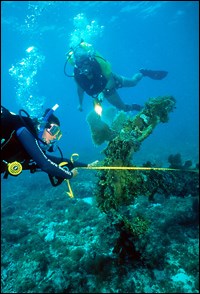 Research divers measure coral at Dry Tortugas National Park