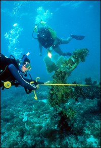 Research divers measure coral at Dry Tortugas National Park Research divers measure coral at Dry Tortugas National Park
