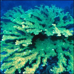 Elkhorn coral