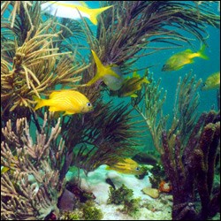 Grunts swim through the coral reef