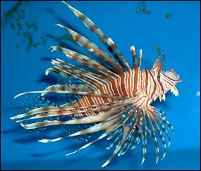 Adult lionfish