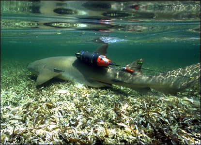 National Geograhic crittercam on nurse shark