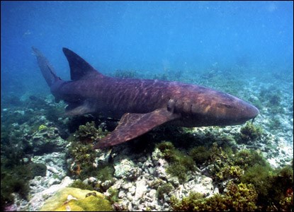 Nurse shark cruising the shallows