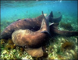 Nurse shark copulation