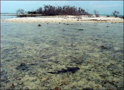 nurse shark habitat