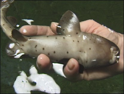 Nurse shark neonate