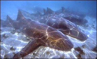 Female nurse sharks in a social group