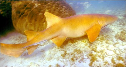 Side view of nurse shark