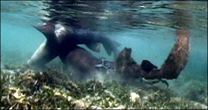 Nurse shark mating avoidance behavior