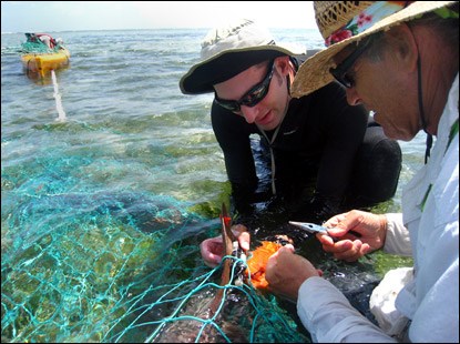 Nick and Wes release a tagged nurse shark