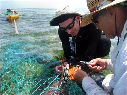 Dry Tortuga Nurse Sharks, Our Town Sarasota News Events