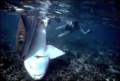 Photographing nurse sharks