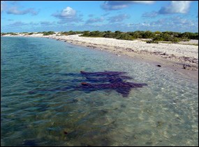 Three refuged female nurse sharks