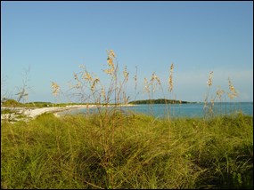 Sea oats growing on Garden Key