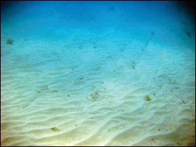 Ripples in unconsolidated sediments on the sea floor