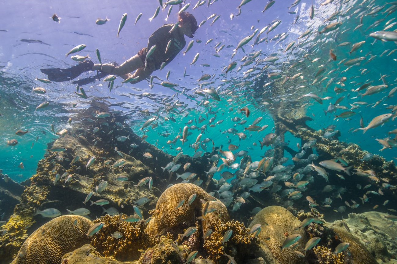 a snorkeler swims above a coral reef with fish surrounding her.