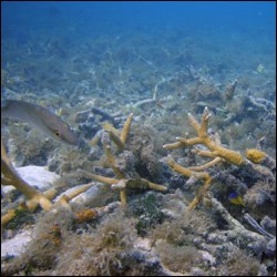 Regeneration of staghorn coral through asexual fragmentation