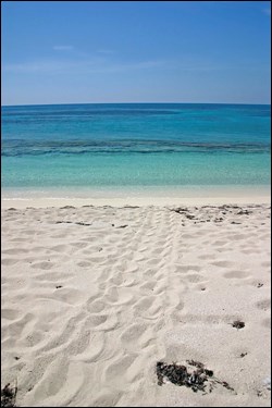 Tracks of a nesting female sea turtle.