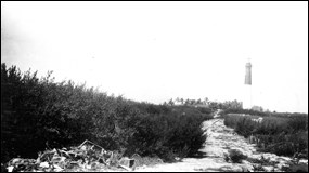 Native bay cedar growing on Loggerhead Key, 1908