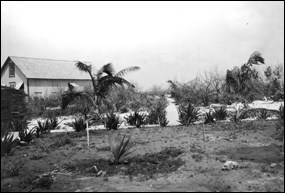 Inside the northwest beach ridge on Loggerhead Key, looking northwest, June 1911