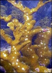 White pox disease on elkhorn coral