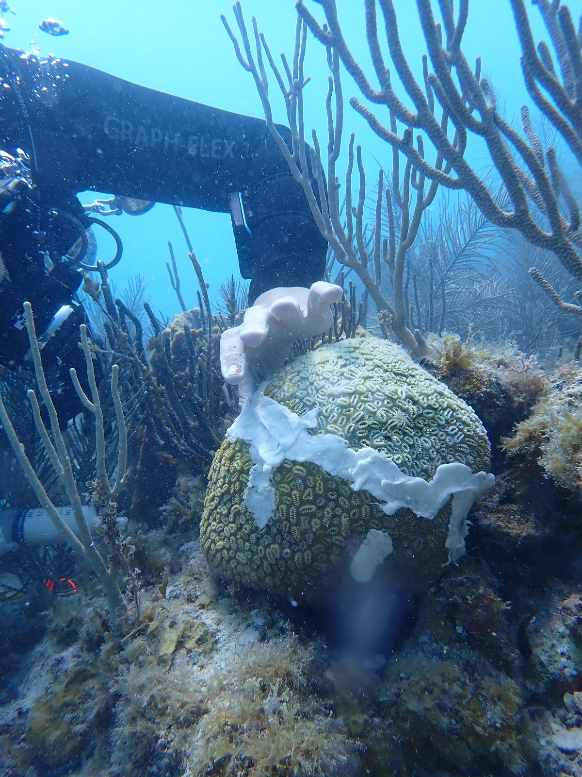 a person's hand is shown applying a white paste to a coral