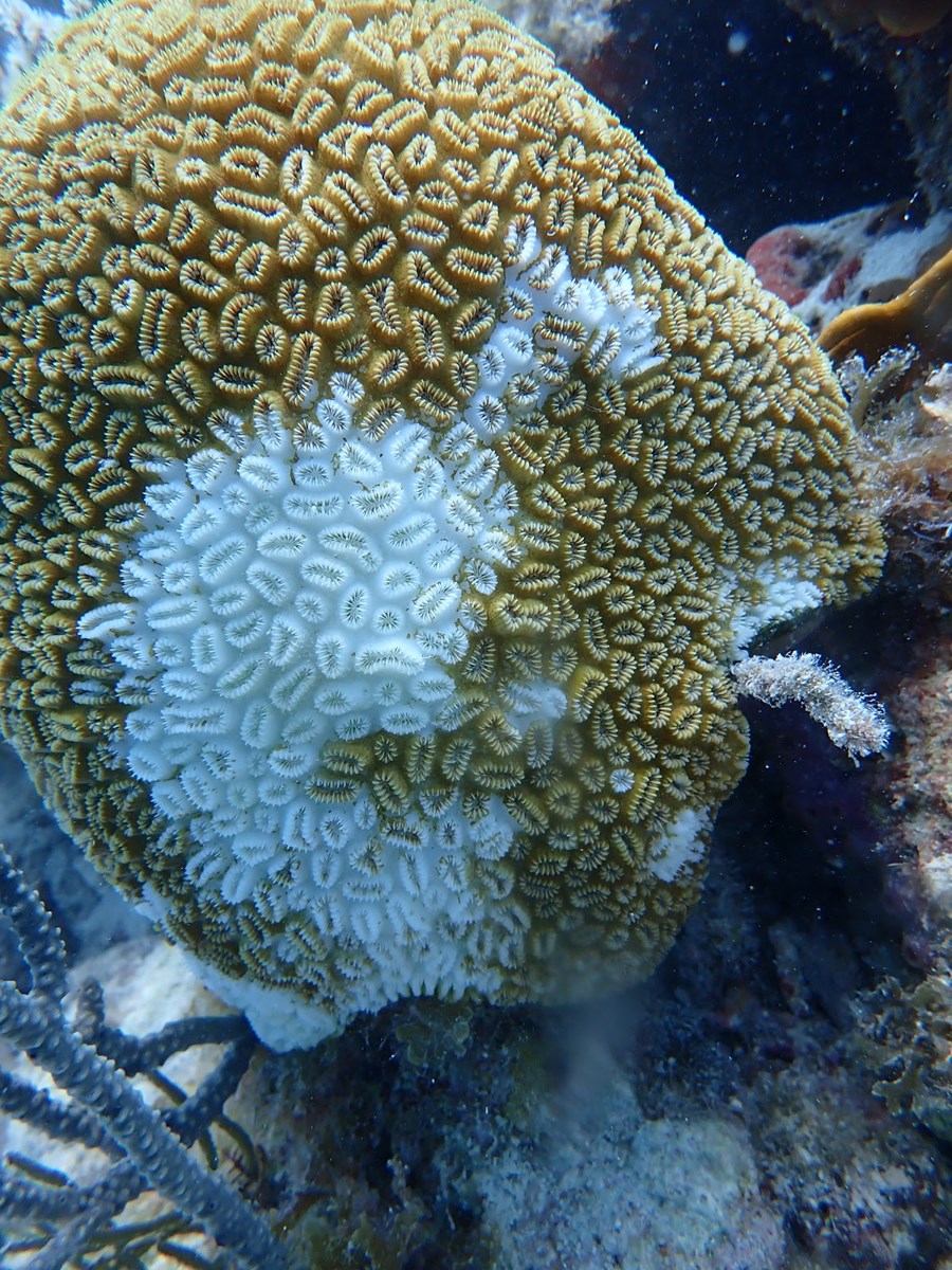A yellow coral is shown with white splotches on it.